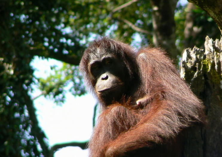 Sandakan Sepilok Orangutan Rehabilitation Centre